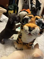 mozart , a male French Bulldog for sale in Leesburg, GA – 6 of 6