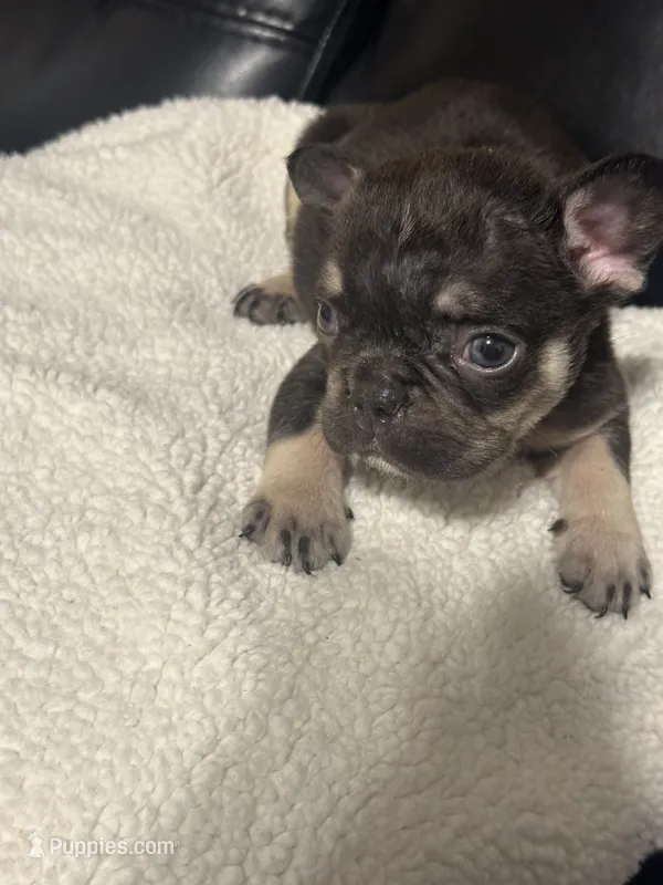 mozart  – French Bulldog puppy for sale in Leesburg, GA