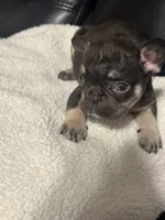 mozart , a male French Bulldog for sale in Leesburg, GA – 1 of 6