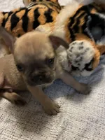 Leonidas , a male French Bulldog for sale in Leesburg, GA – 3 of 4