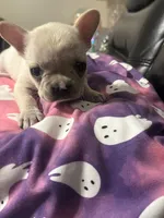 Wynter, a female French Bulldog for sale in Leesburg, GA – 3 of 4