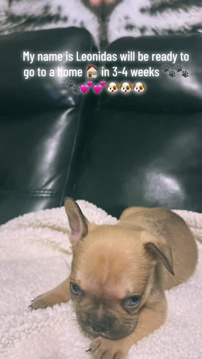 Leonidas , a male French Bulldog for sale in Leesburg, GA – 4 of 4