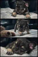 mozart , a male French Bulldog for sale in Leesburg, GA – 3 of 6