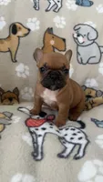 Red Fawn, a female French Bulldog for sale in Alameda, CA – Photo 3 of 7