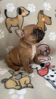 Red Fawn, a female French Bulldog for sale in Alameda, CA – Photo 1 of 7