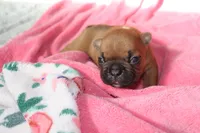 Red Fawn, a female French Bulldog for sale in Alameda, CA – Photo 7 of 7