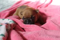 Red Fawn, a female French Bulldog for sale in Alameda, CA – Photo 5 of 7