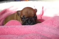 Red Fawn, a female French Bulldog for sale in Alameda, CA – Photo 6 of 7