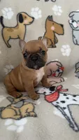 Red Fawn, a female French Bulldog for sale in Alameda, CA – Photo 2 of 7