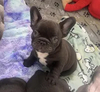 Java, a male French Bulldog for sale in Alameda, CA – Photo 1 of 9