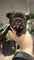 Java, a male French Bulldog for sale in Alameda, CA – Photo 9 of 9