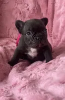 Biscotti, a female French Bulldog for sale in Alameda, CA – Photo 2 of 9