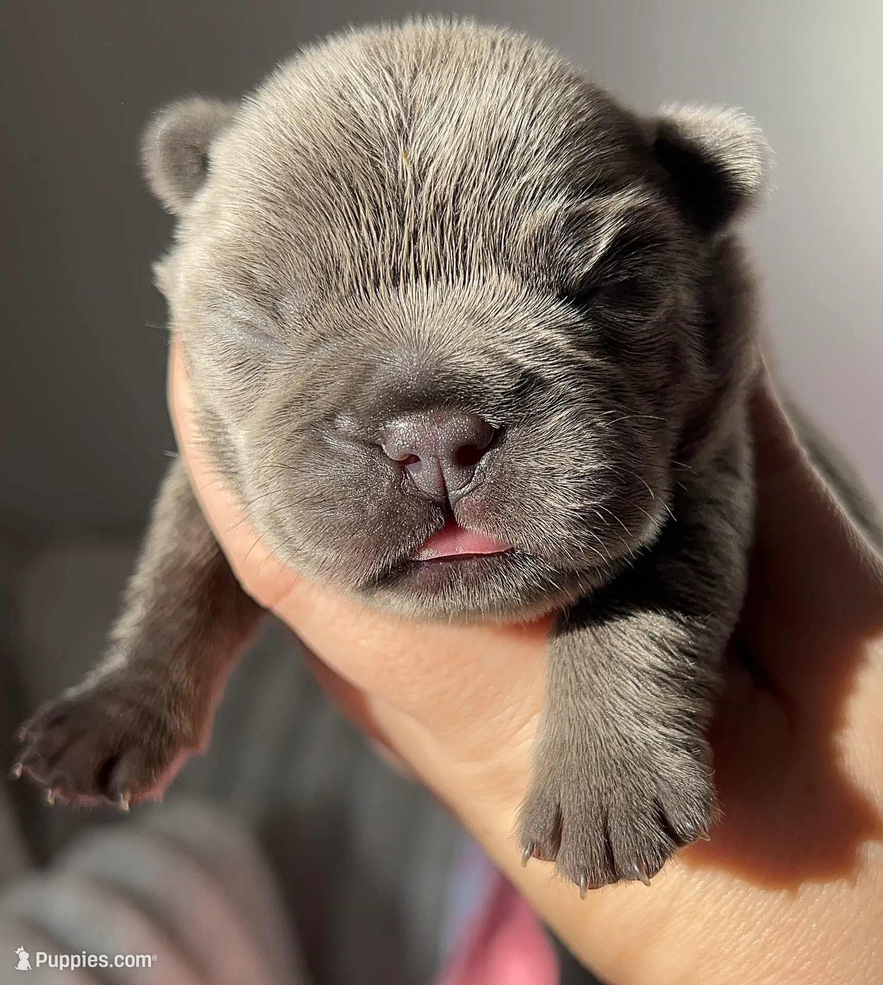 Latte, a female French Bulldog for sale in Alameda, CA – Photo 5 of 7