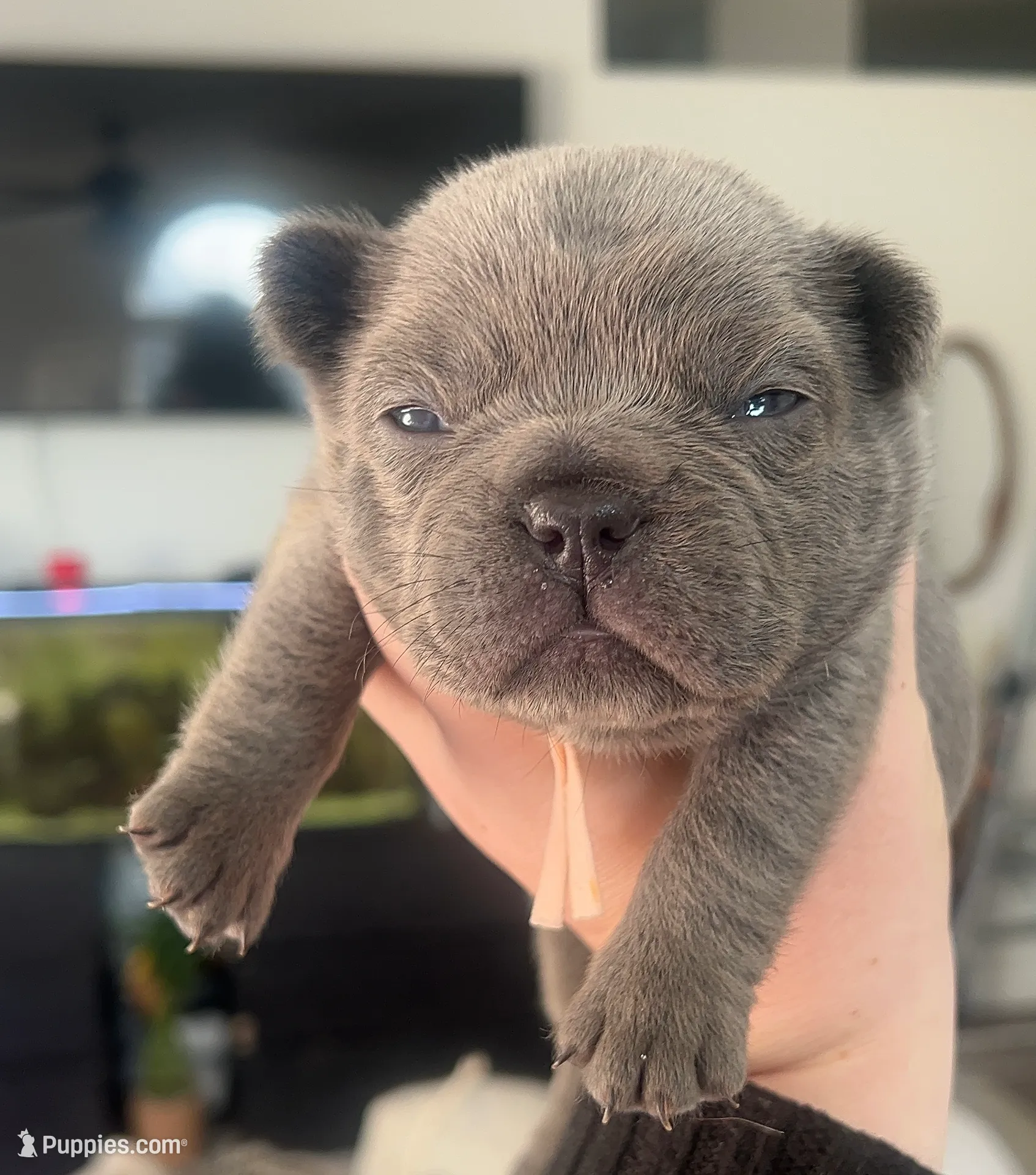 Latte, a female French Bulldog for sale in Alameda, CA – Photo 4 of 7