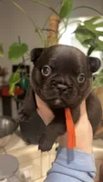 Mocha, a male French Bulldog for sale in Alameda, CA – Photo 4 of 6