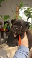 Mocha, a male French Bulldog for sale in Alameda, CA – Photo 3 of 6