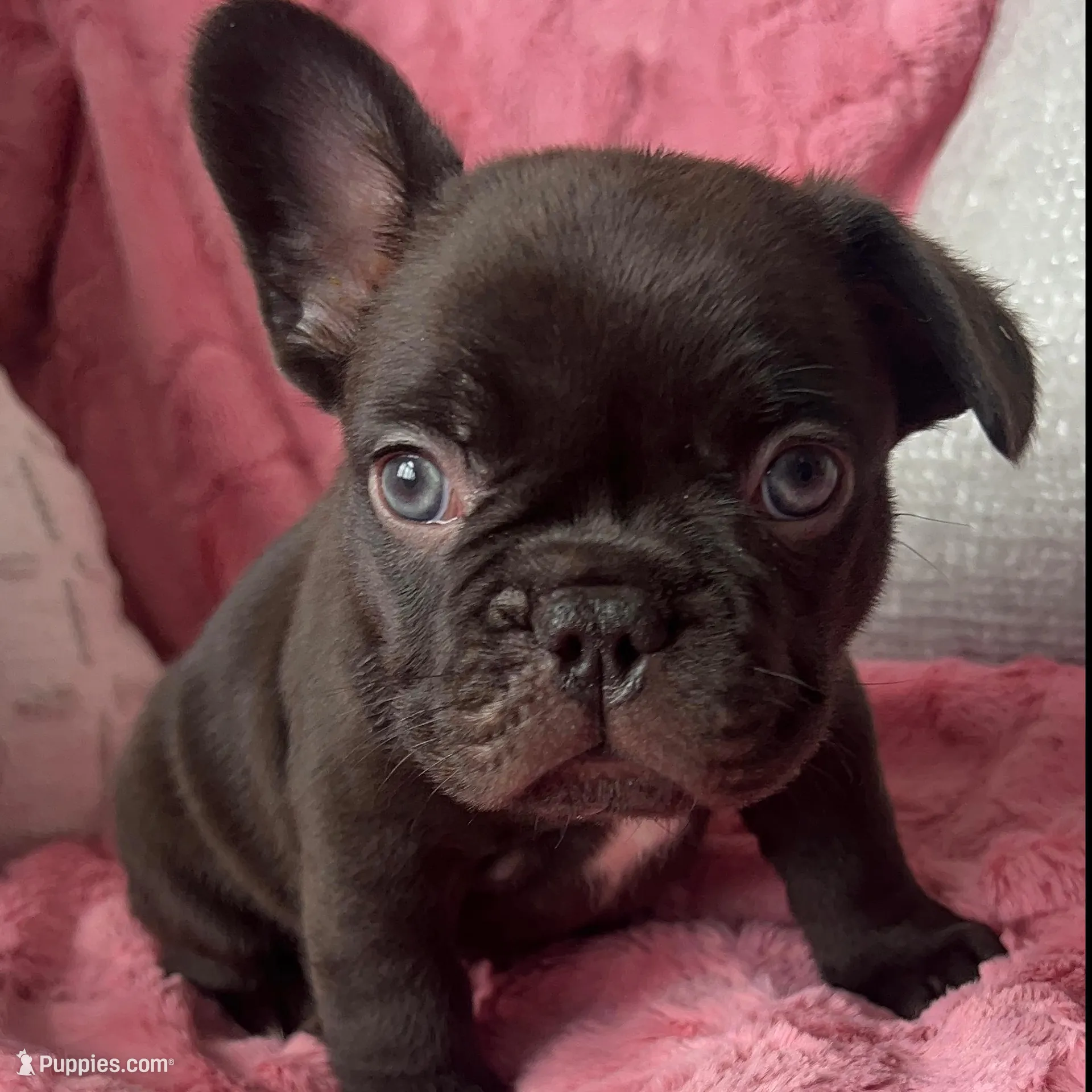 Macchiato, a male French Bulldog for sale in Alameda, CA – Photo 2 of 10