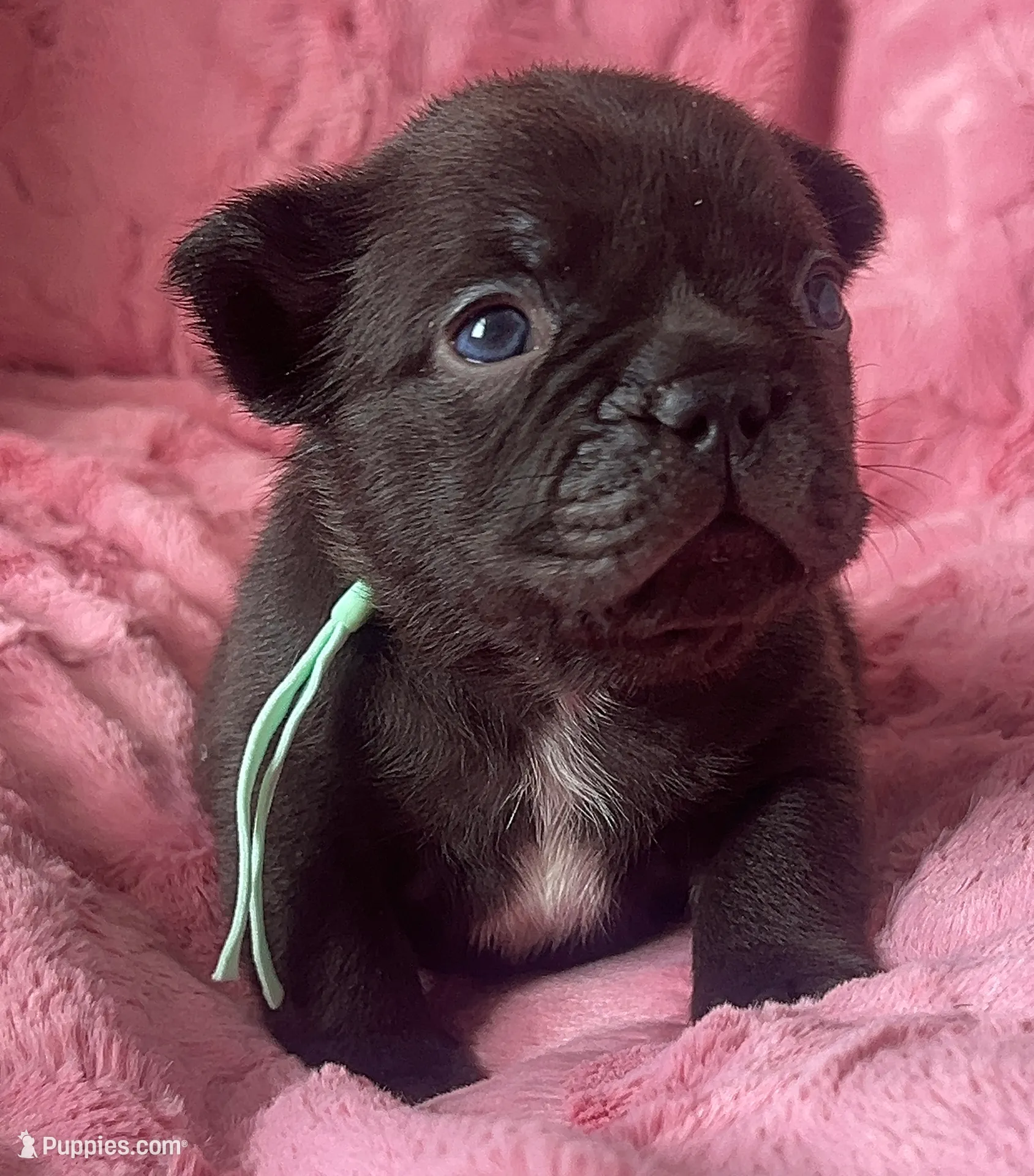 Macchiato, a male French Bulldog for sale in Alameda, CA – Photo 3 of 10
