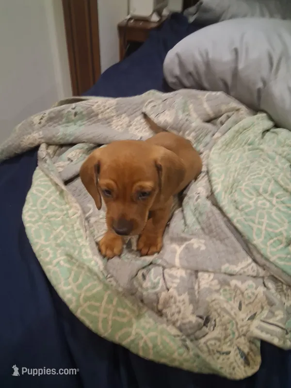 Waffle  – Miniature Dachshund puppy for sale in Loxahatchee Groves, FL