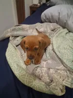 Waffle , a male Miniature Dachshund for sale in Loxahatchee Groves, FL – 1 of 5