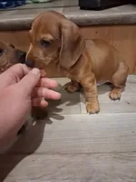Waffle , a male Miniature Dachshund for sale in Loxahatchee Groves, FL – 4 of 5