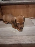 Waffle , a male Miniature Dachshund for sale in Loxahatchee Groves, FL – 2 of 5