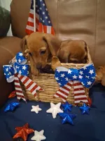 Waffle , a male Miniature Dachshund for sale in Loxahatchee Groves, FL – 3 of 5