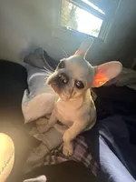 Franklin, a male French Bulldog for sale in North Providence, RI – 3 of 7