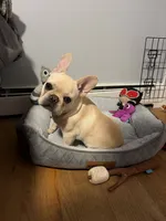 Franklin, a male French Bulldog for sale in North Providence, RI – 2 of 7