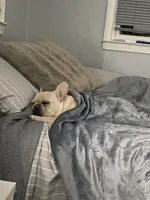 Franklin, a male French Bulldog for sale in North Providence, RI – 1 of 7