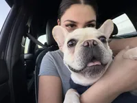 Franklin, a male French Bulldog for sale in North Providence, RI – 6 of 7