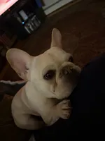 Franklin, a male French Bulldog for sale in North Providence, RI – 4 of 7