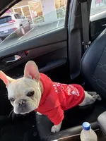 Franklin, a male French Bulldog for sale in North Providence, RI – 7 of 7