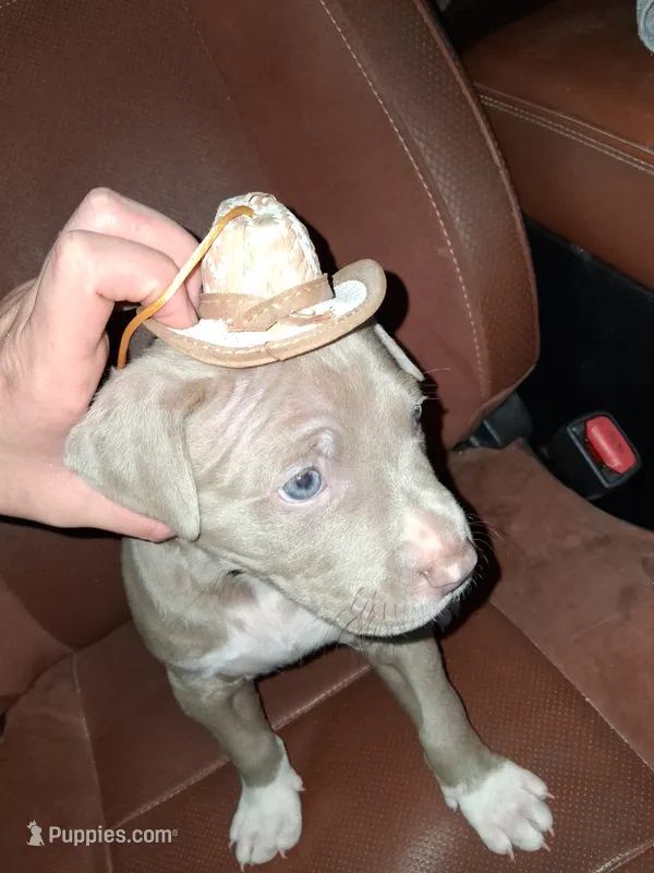 (Gizzy)gizmo – Cane Corso, Labrador Retriever puppy for sale in Phoenix, AZ
