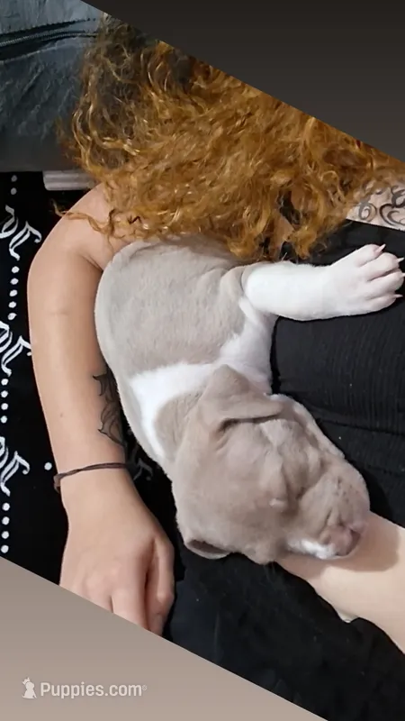Lila – Cane Corso, Golden Retriever puppy for sale in Phoenix, AZ