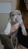 Lila, a female Cane Corso and Golden Retriever for sale in Phoenix, AZ – 2 of 2