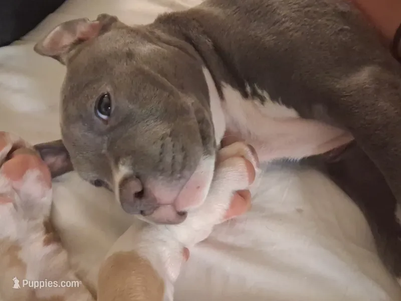 Minnie – Cane Corso, Labrador Retriever puppy for sale in Phoenix, AZ