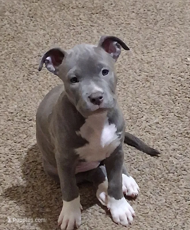 Chakita  – Cane Corso, Labrador Retriever puppy for sale in Phoenix, AZ
