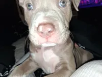 (Gizzy)gizmo, a male Cane Corso and Labrador Retriever for sale in Phoenix, AZ – 2 of 2