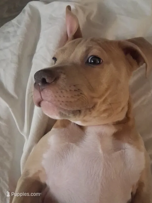 King – Cane Corso, Labrador Retriever puppy for sale in Phoenix, AZ