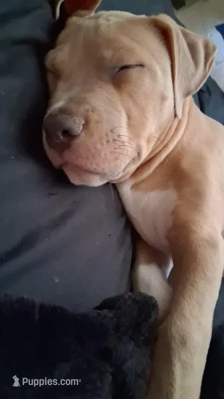 King – Cane Corso, Labrador Retriever puppy for sale in Phoenix, AZ