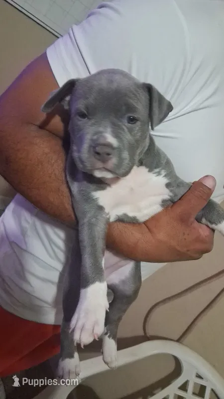 Chakita  – Cane Corso, Golden Retriever puppy for sale in Phoenix, AZ