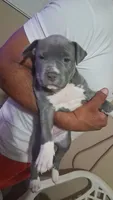 Chakita , a female Cane Corso and Golden Retriever for sale in Phoenix, AZ – 1 of 3
