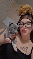 Chakita , a female Cane Corso and Golden Retriever for sale in Phoenix, AZ – 2 of 3