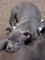 Minnie , a female Cane Corso and Labrador Retriever for sale in Phoenix, AZ – 3 of 3