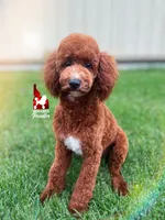 Brooklyn, Red w/ White Mini Poodle Girl ~ Pet, a female Poodle - Miniature  for sale in Rigby, ID – 2 of 7