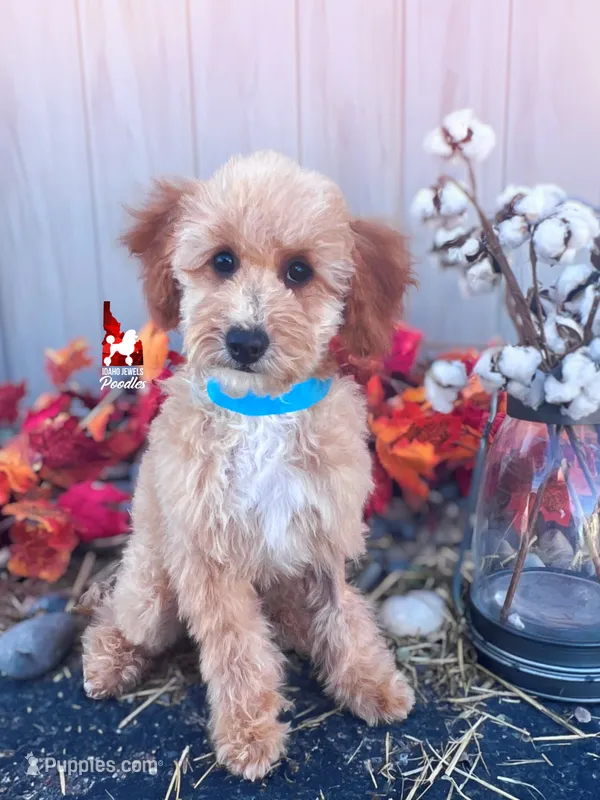 🌴Coast, Apricot w/ White Mini Poodle Boy ~ Pet – Poodle - Miniature  puppy for sale in Rigby, ID