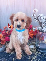 🌴Coast, Apricot w/ White Mini Poodle Boy ~ Pet, a male Poodle - Miniature  for sale in Rigby, ID – 1 of 6
