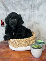 🧸Teddybear, Black Large Mini/Small Moyen Boy ~ Pet, a male Poodle - Miniature  for sale in Rigby, ID – 3 of 4