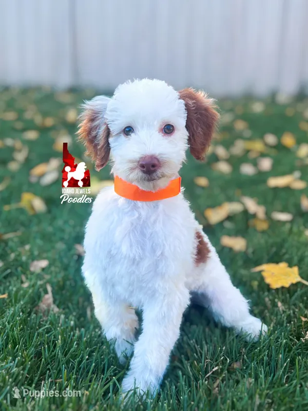Nutmeg, Red Parti Mini Poodle Girl ~ Breeder or Pet – Poodle - Miniature  puppy for sale in Rigby, ID